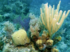 38 Corals IMG 3955